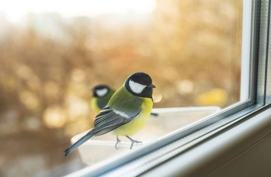 Beautiful multi-colored tits eat in a homemade bird feeder. Bird care concept in winter. The tit is looking at the camera