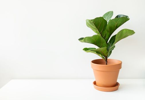 Home plant Ficus lyrata in a ceramic pot on a white table. Minimalist modern interior