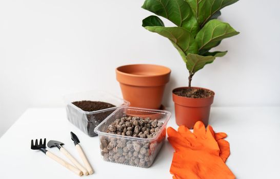 Accessories for transplanting a flowerpot-ficus lyrata. Potted home plant ficus lyrata. Home gardening. Plants that are air purifiers