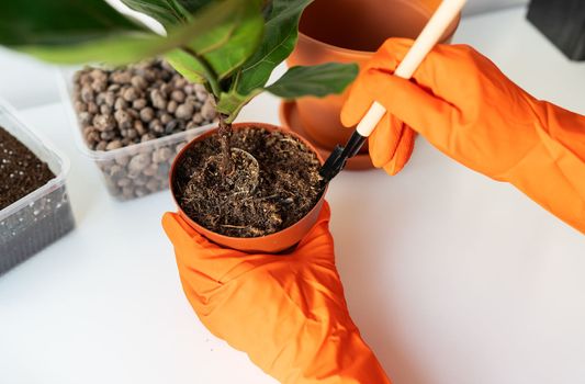 The process of transplanting a flowerpot-ficus lyrata. Hands holding a ficus transplant. Potted home plant ficus lyrata. Home gardening. Plants that are air purifiers