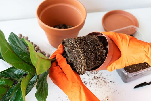 The process of transplanting a flowerpot-ficus lyrata. Hands holding a ficus transplant. Potted home plant ficus lyrata. Home gardening. Plants that are air purifiers