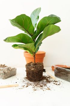 Accessories for transplanting a flowerpot-ficus lyrata. Potted home plant ficus lyrata. Home gardening. Plants that are air purifiers