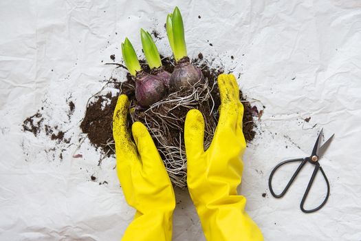 Hand transplant of woman in yellow gloves, planting hyacinth bulbs with garden tools close-up, top view