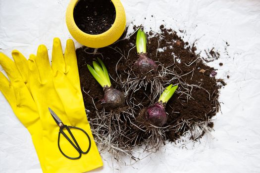 The hyacinth bulbs lie on the ground with scissors and gloves as they are transplanted into a pot