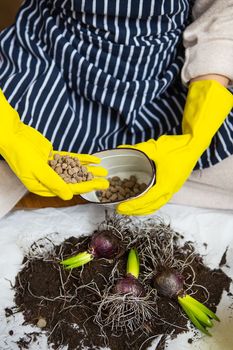 Transplanting the hands of a woman in yellow gloves in which drainage is expanded clay, planting hyacinth bulbs with garden tools