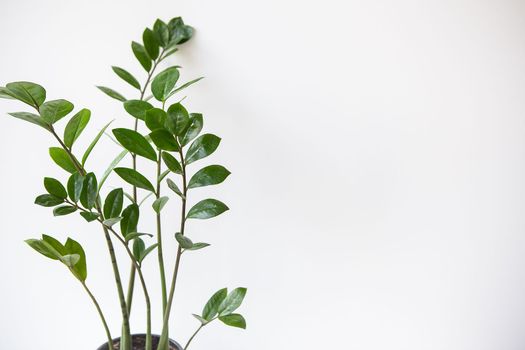 Gardening concept. Vertical photo of a Zamioculcas houseplant growing in a white pot. Banner, place for text