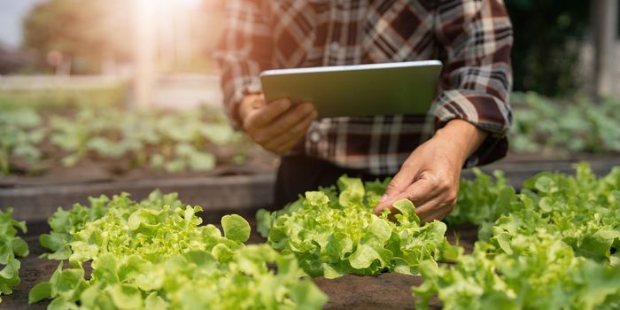 Farmer checking quality by tablet agriculture modern technology. Concept using modern technologies in agriculture. Man agronomist farmer with digital tablet computer...