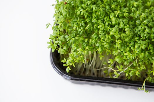 Selective focus. Beautiful green microgreen leaves. Germination of microgreen seeds at home. Vegan and healthy food concept