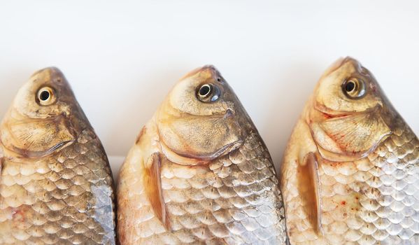 Freshly caught crucian fish lies on a white stand. View from above