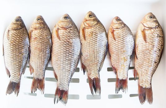 Freshly caught crucian fish lies on a white stand. Catch trophy. View from above