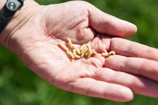 Live maggot larvae in a man's hand. Food for fish. The concept of men's recreation on a fishing trip