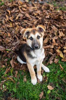 A homeless little very beautiful dog looks straight ahead, stands on a dry fallen autumn leaf and looks straight into the camera