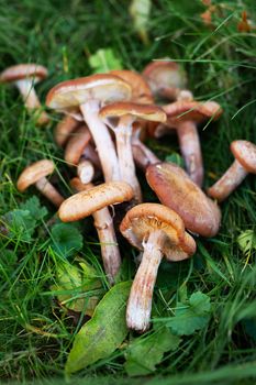 Many boletus mushrooms of different sizes on a green meadow in the forest. Ecotourism in a beautiful forest. Mushrooms with beautiful caps