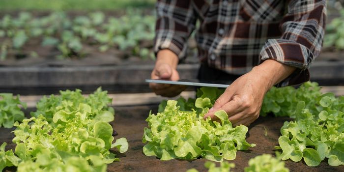 Farmer checking quality by tablet agriculture modern technology. Concept using modern technologies in agriculture. Man agronomist farmer with digital tablet computer...