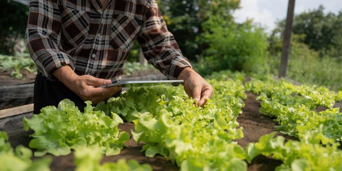 Farmer checking quality by tablet agriculture modern technology. Concept using modern technologies in agriculture. Man agronomist farmer with digital tablet computer...