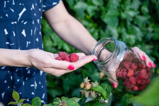 yung woman picks ripe raspberries in a basket, summer harvest of berries and fruits, sweet vitamins all year round. High quality photo