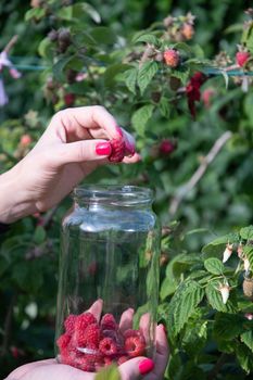 yung woman picks ripe raspberries in a basket, summer harvest of berries and fruits, sweet vitamins all year round. High quality photo