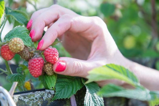 yung woman picks ripe raspberries in a basket, summer harvest of berries and fruits, sweet vitamins all year round. High quality photo