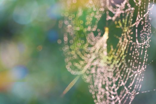 rain drop blurred spiderweb natural pattern abstract colorful garden background