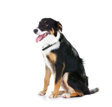 Border collie, pet and dog sitting on studio background, backdrop and mockup space. Dogs, loyalty and pets on white background waiting for attention, playing or training of cute friendly puppy animal.