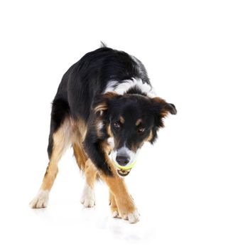 Border collie, dog and playing with tennis ball in studio, white background and mockup. Dogs, happy animals and ball toys of cute pets playing on studio background, fun game and walk on mock up space.