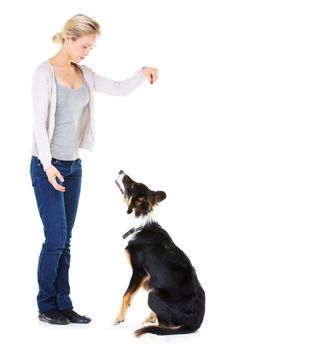 Woman, dog training and studio with reward for learning, greeting and smile by white background. Trainer, teaching and pet animal and friends with focus, love and care while isolated with food.