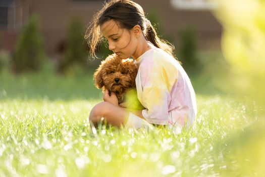 a little girl with Adorable Maltese and Poodle mix Puppy or Maltipoo dog.