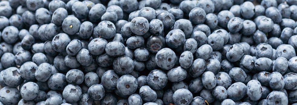 Fresh large blueberry. Close-up background.