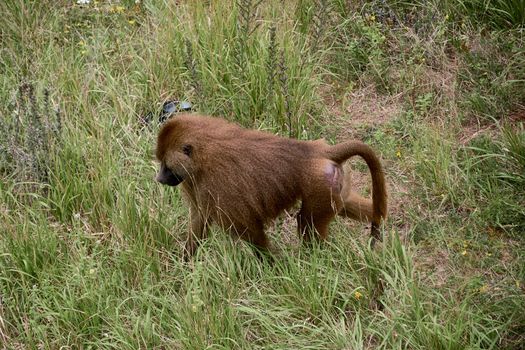 Guinean Papion Monkey walking on the grass. Ape, solitary, unmanned, green