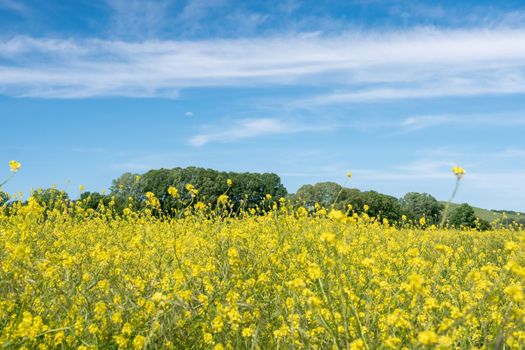 Rapeseed, canola or colza field in Latin Brassica Napus, rape seed is plant for green energy and oil industry, springtime golden flowering field