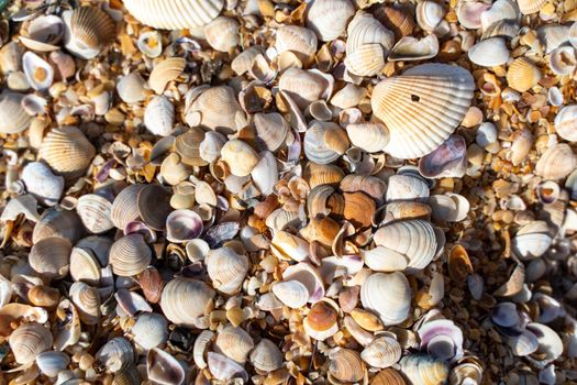 Background of small shells. There are many small shells on the seashore
