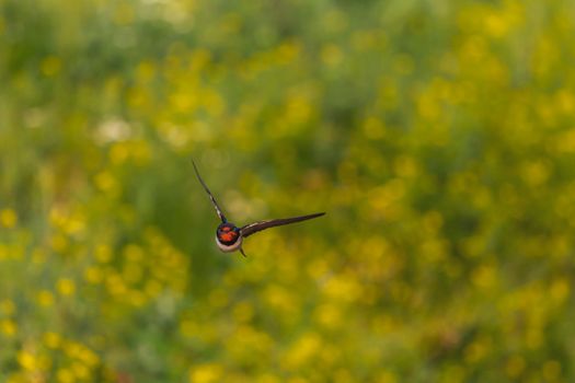 swallow spreading its wings flies over a flowering field , beauty of nature