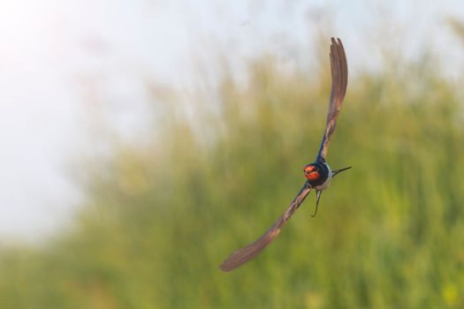 swallow spreading its wings flies , beauty of nature