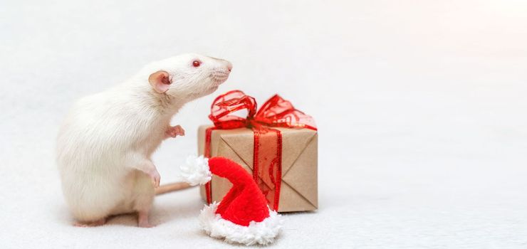 White rat gift. The rat sits on a white carpet with a gift box with a red ribbon