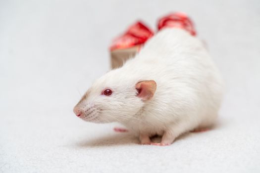 White rat gift. The rat sits on a white carpet with a gift box with a red ribbon