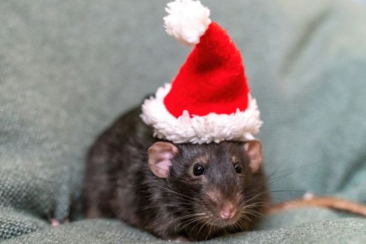 Rat Santa hat. Symbol of the Chinese New Year. Funny black rat Dumbo in a red santa checker on a green background