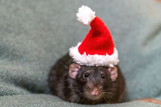 Rat Santa hat. Symbol of the Chinese New Year. Funny black rat Dumbo in a red santa checker on a green background