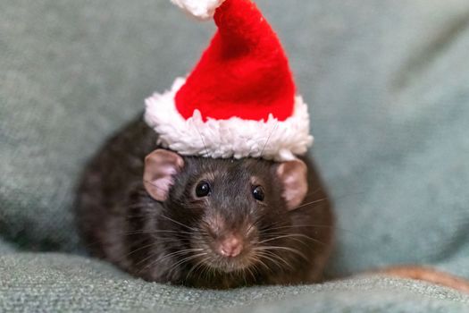 Rat Santa hat. Symbol of the Chinese New Year. Funny black rat Dumbo in a red santa checker on a green background