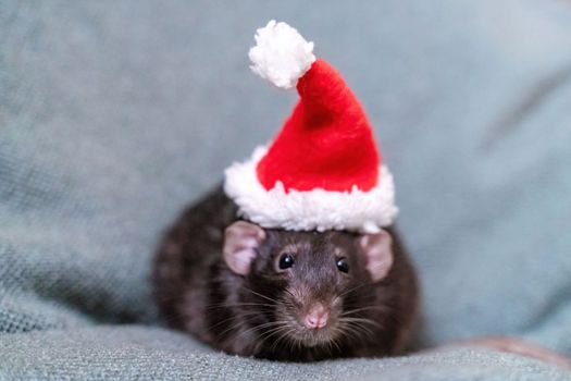 Rat Santa hat. Symbol of the Chinese New Year. Funny black rat Dumbo in a red santa checker on a green background