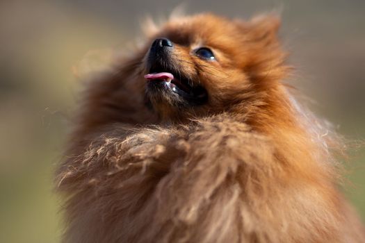 Mini pomeranian walks in the park. Pomeranian on a walk in the autumn park. Dog on the street