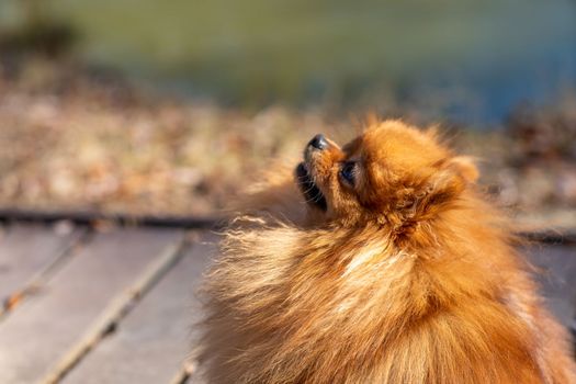 Mini pomeranian walks in the park. Pomeranian on a walk in the autumn park. Dog on the street