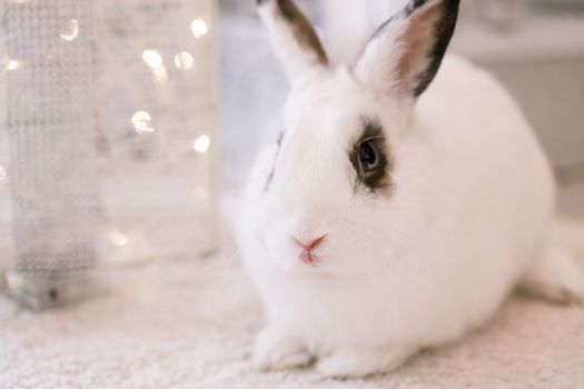 White rabbit with a gift under the tree as a symbol of the new year 2023