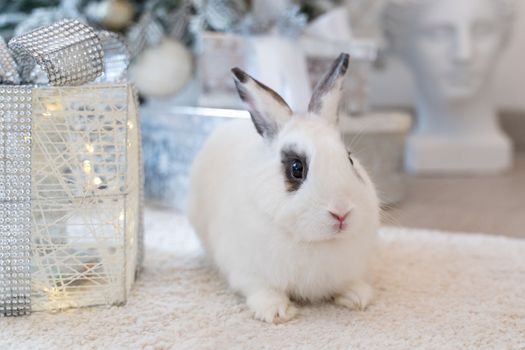 White rabbit with a gift under the tree as a symbol of the new year 2023