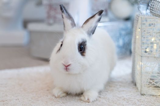 White rabbit with a gift under the tree as a symbol of the new year 2023