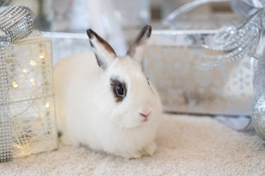 White rabbit with a gift under the tree as a symbol of the new year 2023