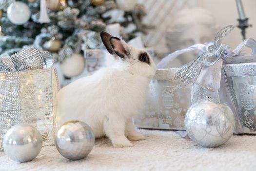 White rabbit with a gift under the tree as a symbol of the new year 2023