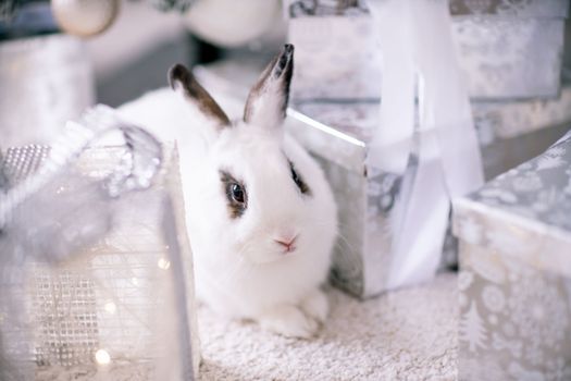 White rabbit with a gift under the tree as a symbol of the new year 2023