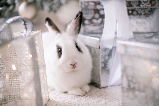 White rabbit with a gift under the tree as a symbol of the new year 2023