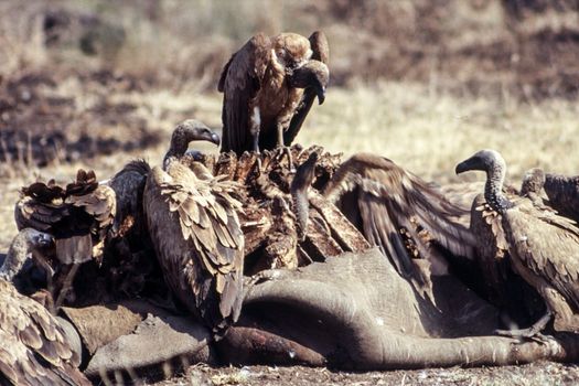 Cape Vulture (Gyps coprotheres), Kruger National Park, Mpumalanga, South Africa