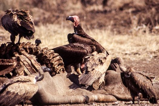 Lappetfaced Vulture (Torgos tracheliotus), Kruger National Park, Mpumalanga, South Africa
